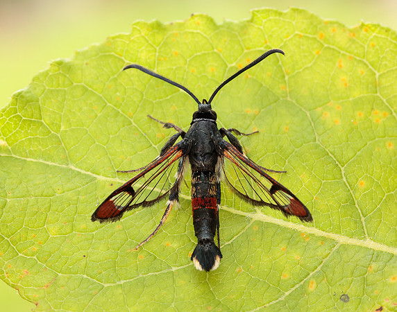 52.008 BF380 Red-tipped Clearwing Synanthedon formicaeformis