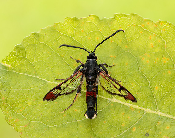 52.008 BF380 Red-tipped Clearwing Synanthedon formicaeformis