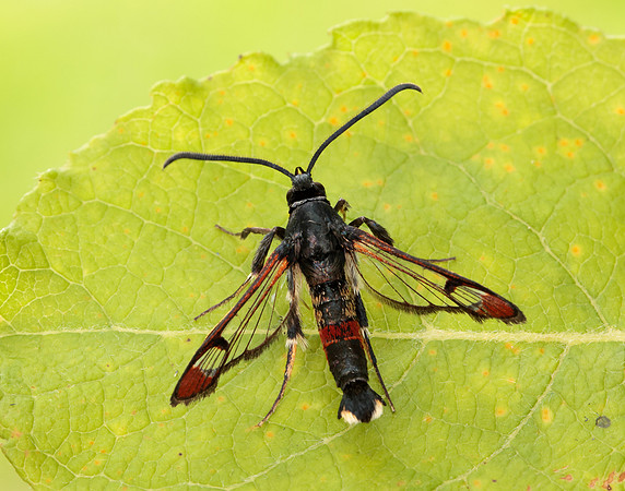 52.008 BF380 Red-tipped Clearwing Synanthedon formicaeformis