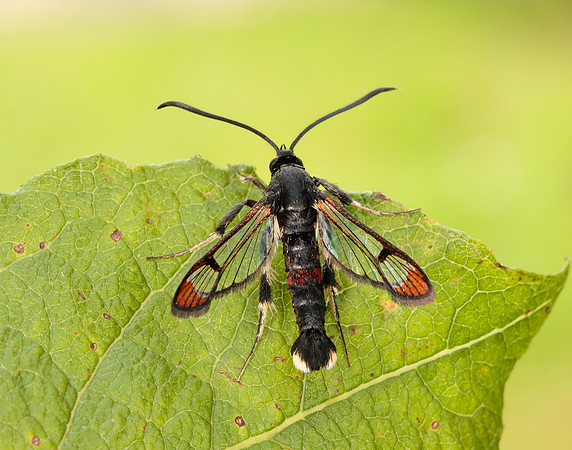 52.008 BF380 Red-tipped Clearwing Synanthedon formicaeformis