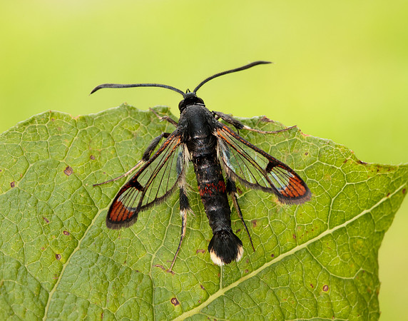 52.008 BF380 Red-tipped Clearwing Synanthedon formicaeformis