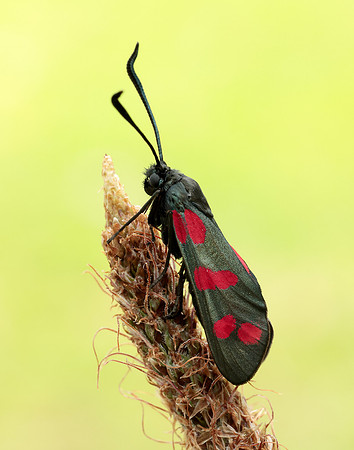 54.008 BF169 Six-Spot Burnet Zygaena filipendulae