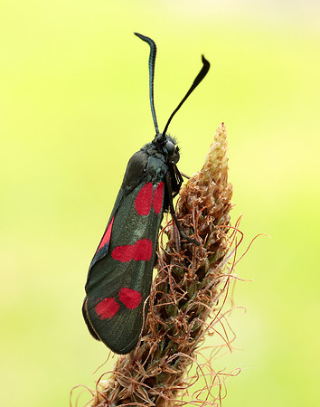 54.008 BF169 Six-Spot Burnet Zygaena filipendulae