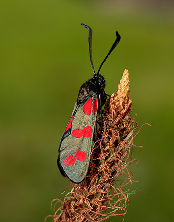 54.008 BF169 Six-Spot Burnet Zygaena filipendulae