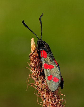 54.008 BF169 Six-Spot Burnet Zygaena filipendulae