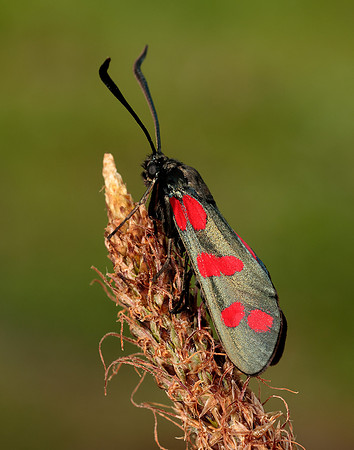 54.008 BF169 Six-Spot Burnet Zygaena filipendulae