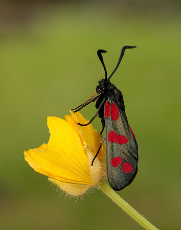 54.008 BF169 Six-Spot Burnet Zygaena filipendulae