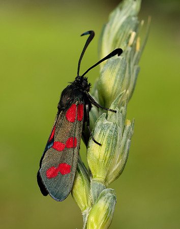54.008 BF169 Six-Spot Burnet Zygaena filipendulae