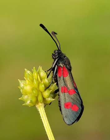 54.008 BF169 Six-Spot Burnet Zygaena filipendulae