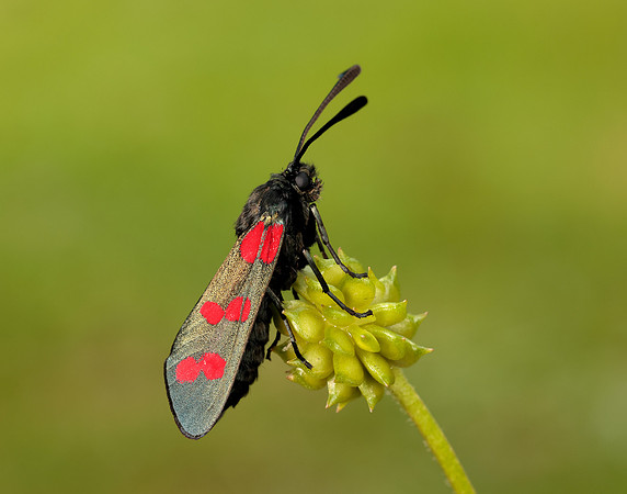 54.008 BF169 Six-Spot Burnet Zygaena filipendulae