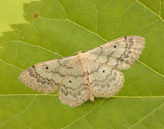 70.013 BF1702 Small Fan-footed Wave Idaea biselata