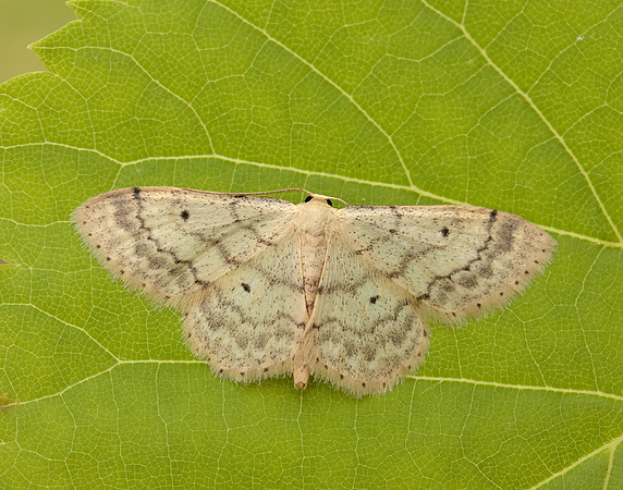 70.013 BF1702 Small Fan-footed Wave Idaea biselata