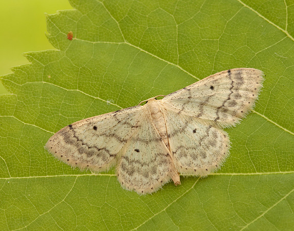 70.013 BF1702 Small Fan-footed Wave Idaea biselata