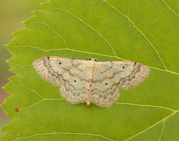 70.013 BF1702 Small Fan-footed Wave Idaea biselata