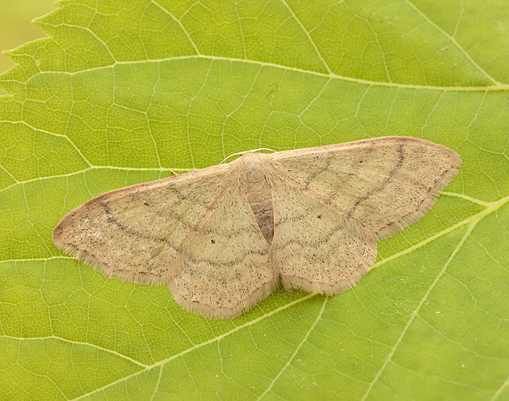 70.018 BF1715 Plain Wave Idaea straminata