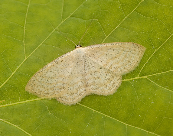 70.025 BF1692 Lesser Cream Wave Scopula immutata