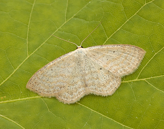 70.025 BF1692 Lesser Cream Wave Scopula immutata