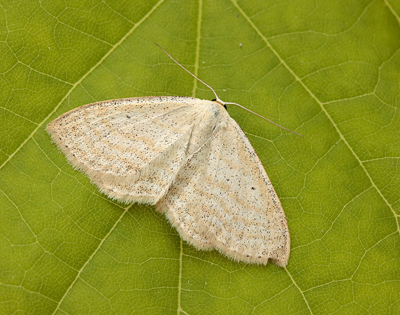 70.025 BF1692 Lesser Cream Wave Scopula immutata