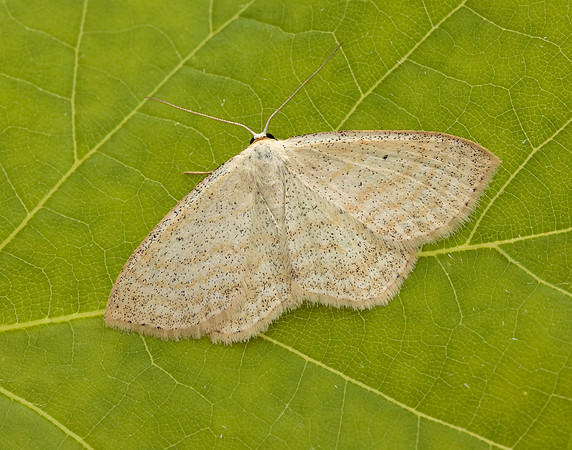 70.025 BF1692 Lesser Cream Wave Scopula immutata