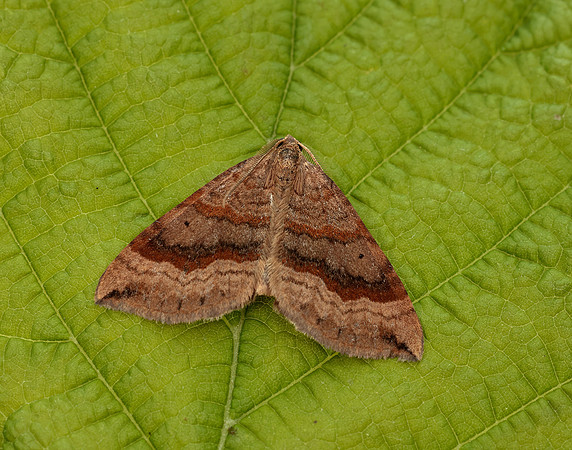 70.045 BF1732 Shaded Broad-bar Scotopteryx chenopodiata