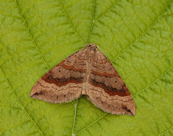 70.045 BF1732 Shaded Broad-bar Scotopteryx chenopodiata