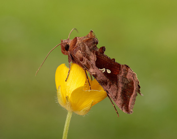 73.017 BF2443 Plain Golden Y Autographa jota