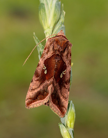 73.017 BF2443 Plain Golden Y Autographa jota