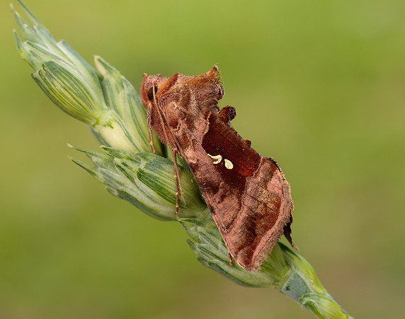 73.017 BF2443 Plain Golden Y Autographa jota