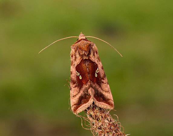 73.017 BF2443 Plain Golden Y Autographa jota
