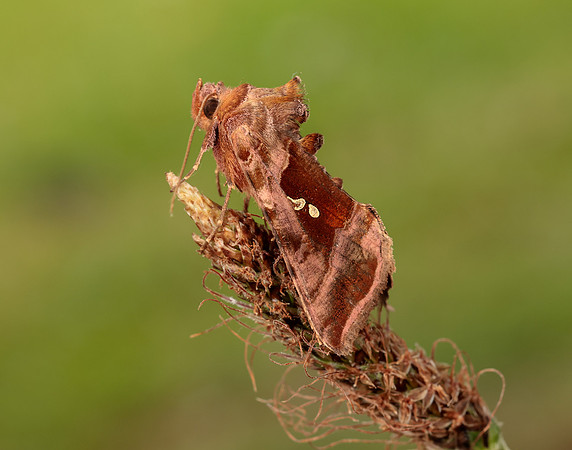 73.017 BF2443 Plain Golden Y Autographa jota