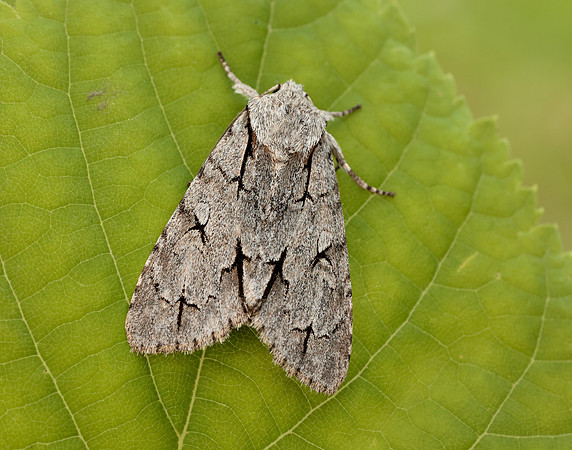 73.038 BF2284 Grey Dagger Acronicta psi