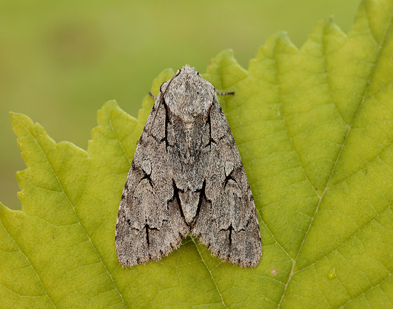 73.038 BF2284 Grey Dagger Acronicta psi