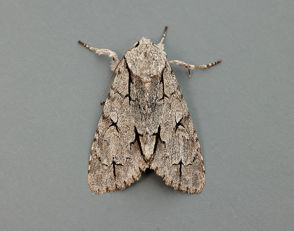 73.038 BF2284 Grey Dagger Acronicta psi
