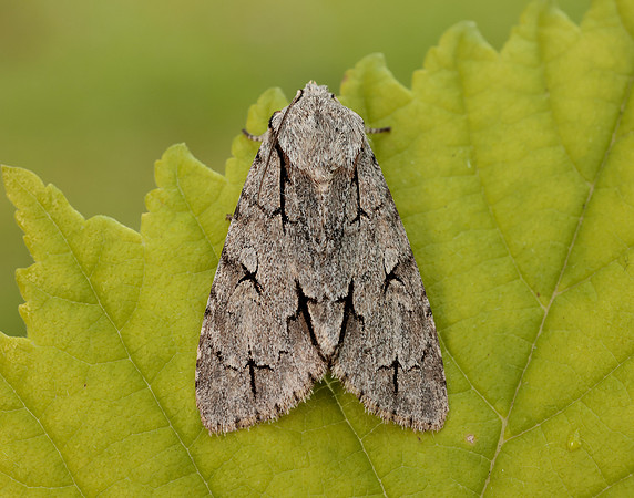 73.038 BF2284 Grey Dagger Acronicta psi
