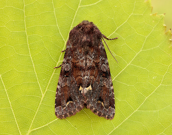 73.271 BF2163 Broom Moth Ceramica pisi