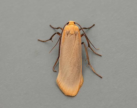 72.043 BF2049 Buff Footman Eilema depressa