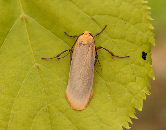 72.043 BF2049 Buff Footman Eilema depressa