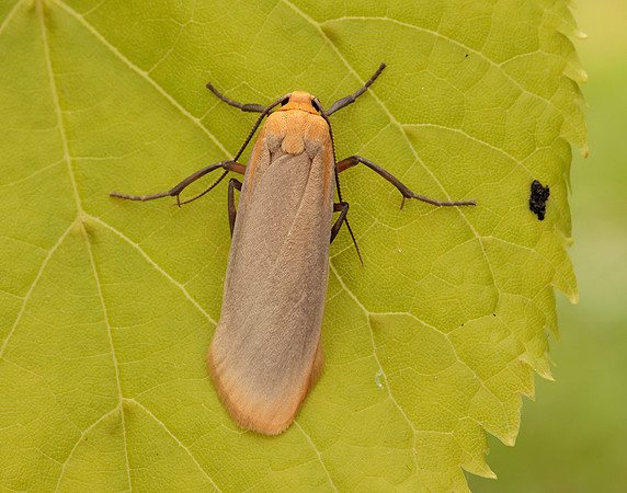 72.043 BF2049 Buff Footman Eilema depressa