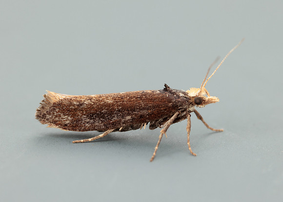 17.010 BF460 Ypsolopha parenthesella