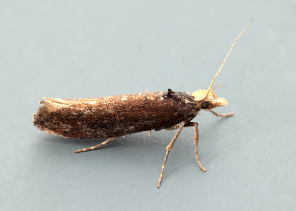 17.010 BF460 Ypsolopha parenthesella