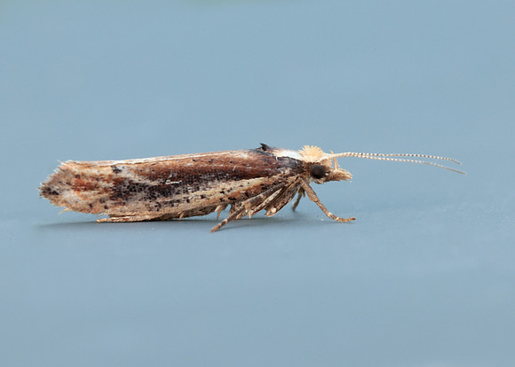 17.010 BF460 Ypsolopha parenthesella