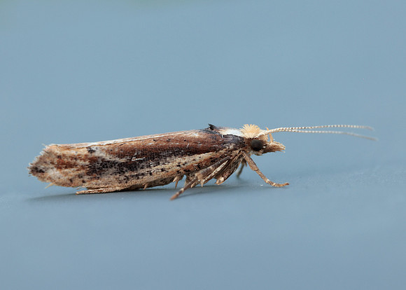 17.010 BF460 Ypsolopha parenthesella