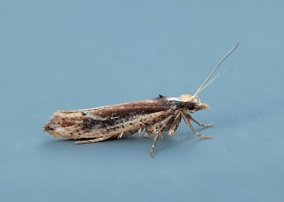17.010 BF460 Ypsolopha parenthesella