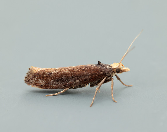 17.010 BF460 Ypsolopha parenthesella