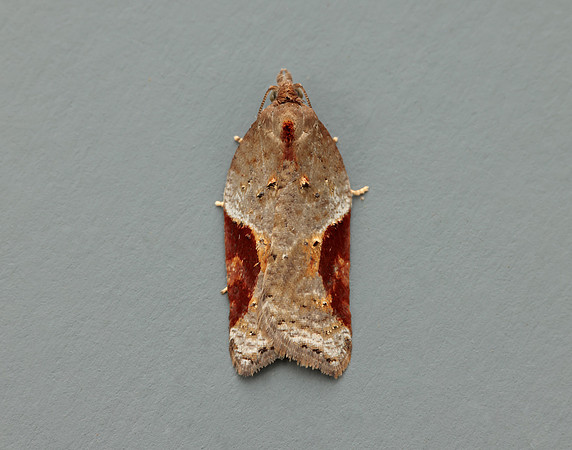 49.066 BF1038 Acleris laterana