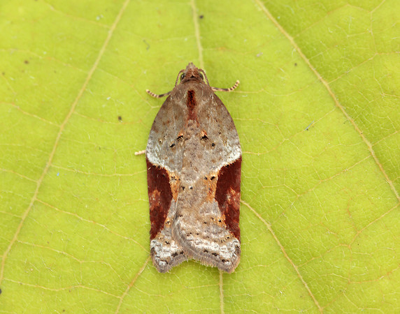 49.066 BF1038 Acleris laterana