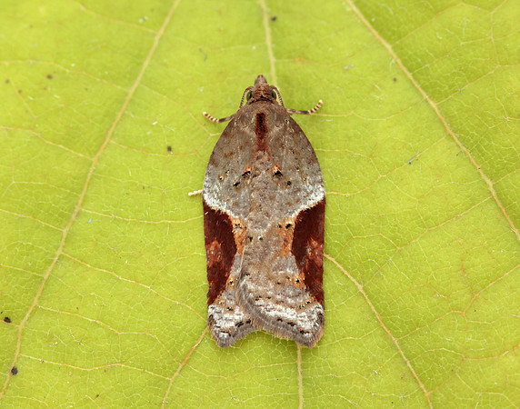 49.066 BF1038 Acleris laterana