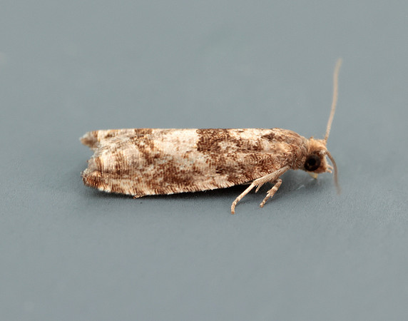 49.201 BF1117 Ancylis unguicella