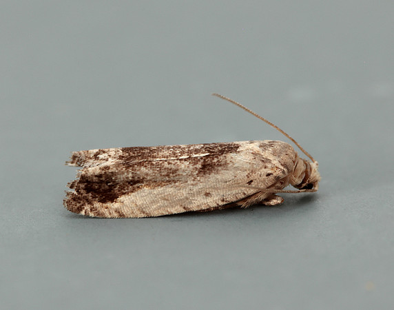 49.249 BF1134 Epinotia ramella