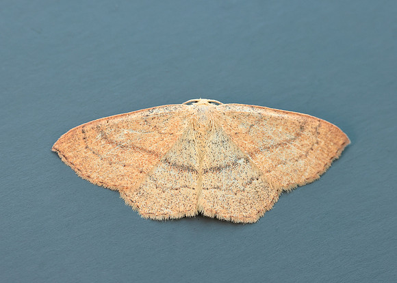 0.037 BF1681 Clay Triple-lines Cyclophora linearia